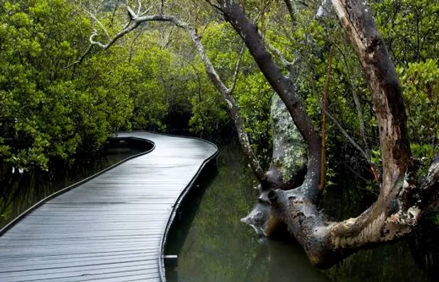 St Kilda Mangrove Trail
