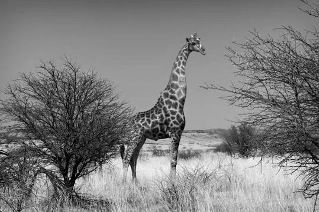 Faan Meintjes Nature Reserve