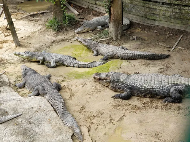 Miri Crocodile Farm Wildlife Mini Zoo