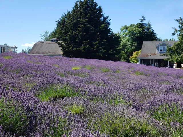 Jardin du Soleil Lavender Farm