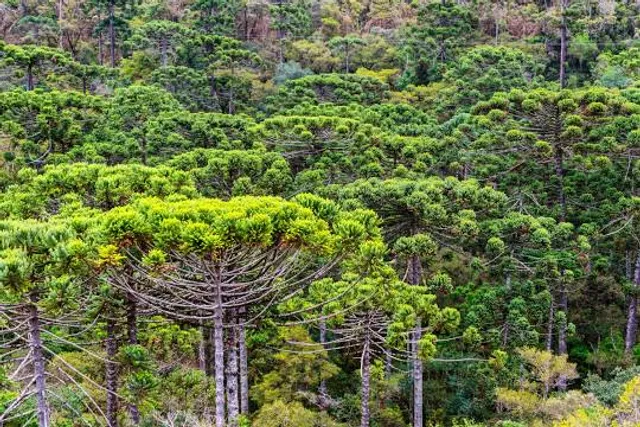 Longines Malinowski Park