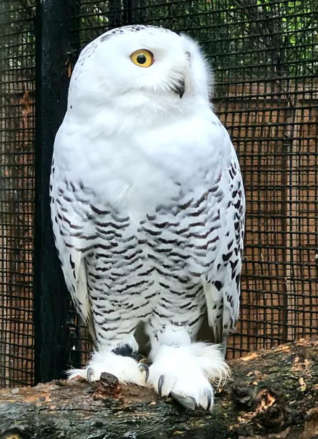 Kirkleatham Owl Centre