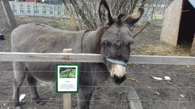 Mini Zoo - Gospodarstwo Agroturystyczne