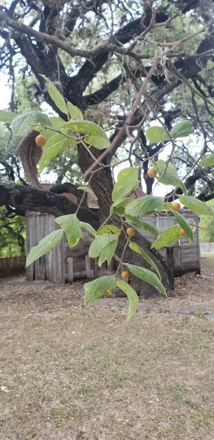 Stones and Bones Museum