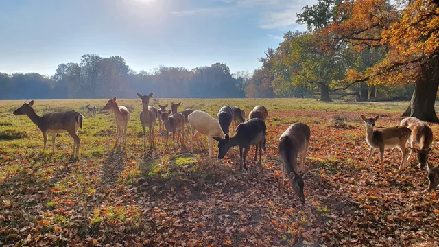 Wildgehege Putbus