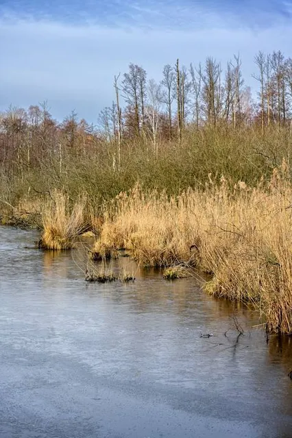 Eichwerder Moorwiesen