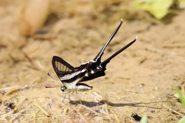 Fung Yuen Butterfly Reserve
