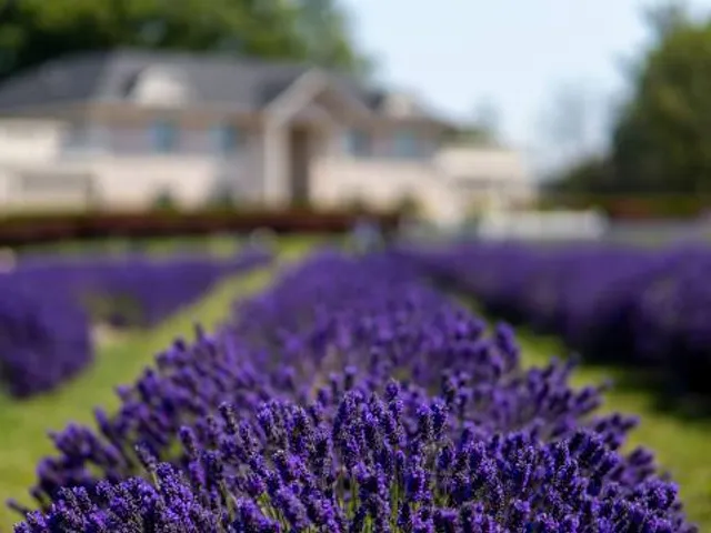 Lavenderland
