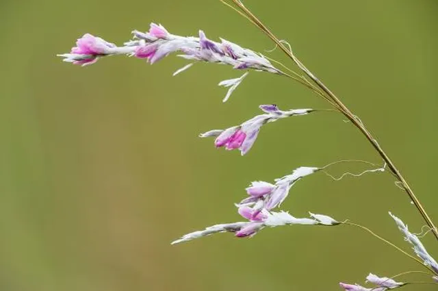 Vulamehlo Local Municipality