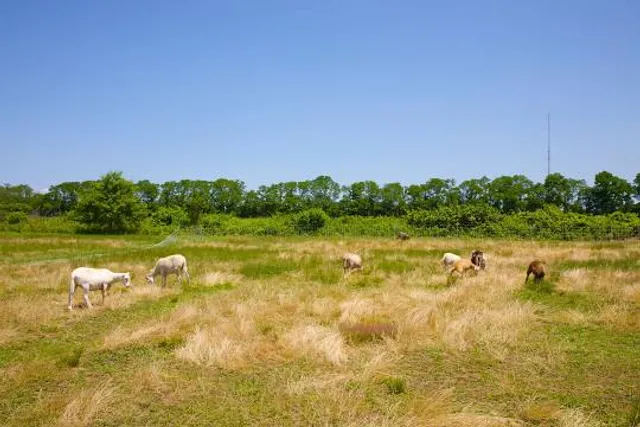 Hallockville Museum Farm