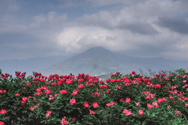 Rose Garden Solophok