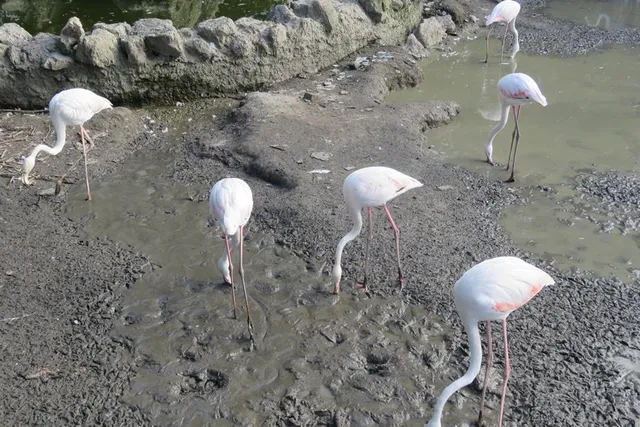 Zoo Garden Shapoor Dashad