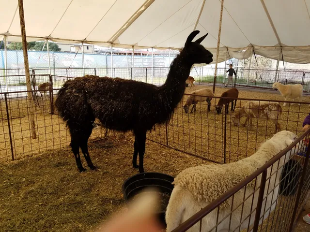 Fort Worth Petting Zoo