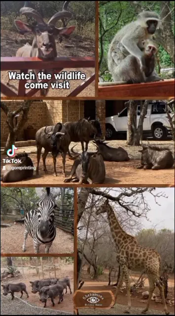 Shebamona Marloth Park Holiday Home