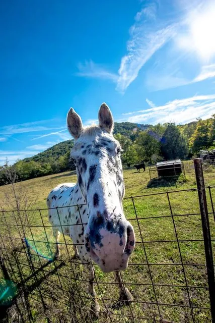 Fort Chiswell Animal Park