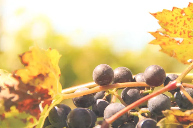 Fenn Valley Vineyards