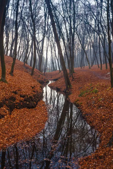 Holosiyivsʹkyy Park