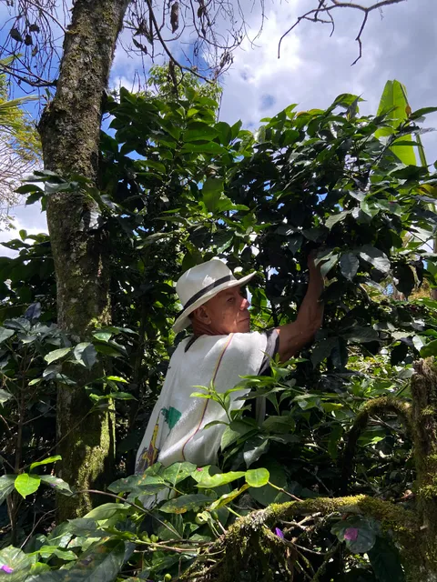 Finca La Arzacia - Coffee Tour
