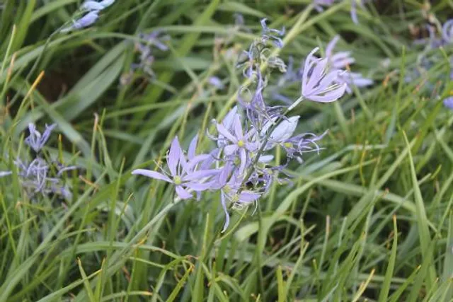 Camas Lily Fields
