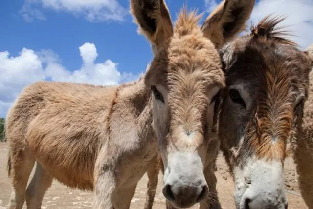 Donkey Sanctuary Bonaire