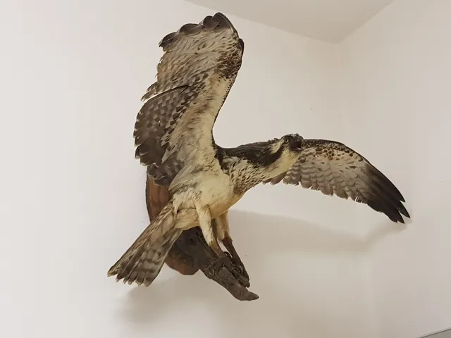 Comune di Stazzano Museo civico storia naturale