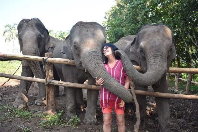 Elephant Discovery Chiang Mai