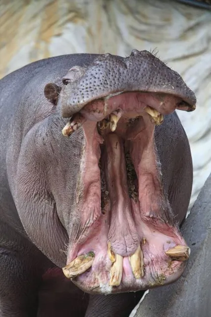 Hippo's Yawn