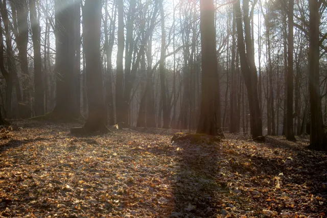 Rezerwat Parkowe W Złotym Potoku