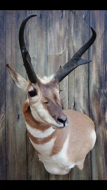 Art of the Outdoorsman Taxidermy