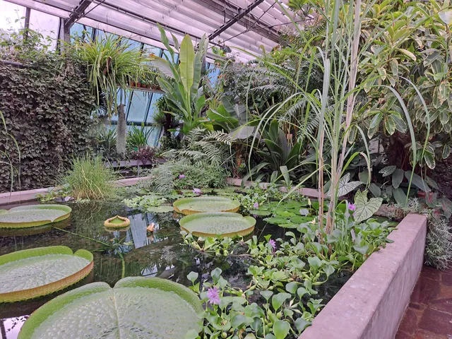 Palmenhaus im Hofgarten