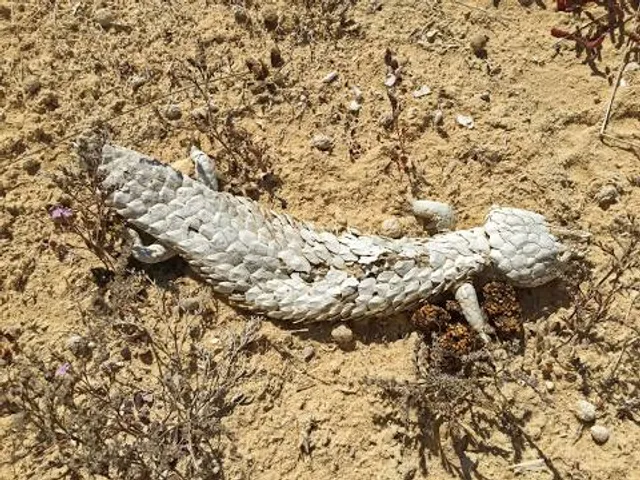 Guryongpo Gwamegi Culture Museum