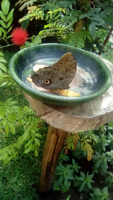 Mariposario del Parque de las Leyendas