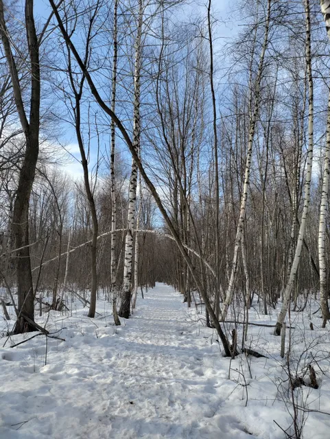 Sainte-Dorothée Woods