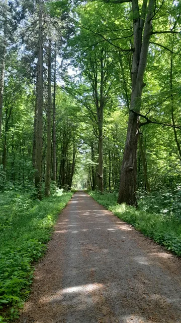 Hegeler Wald