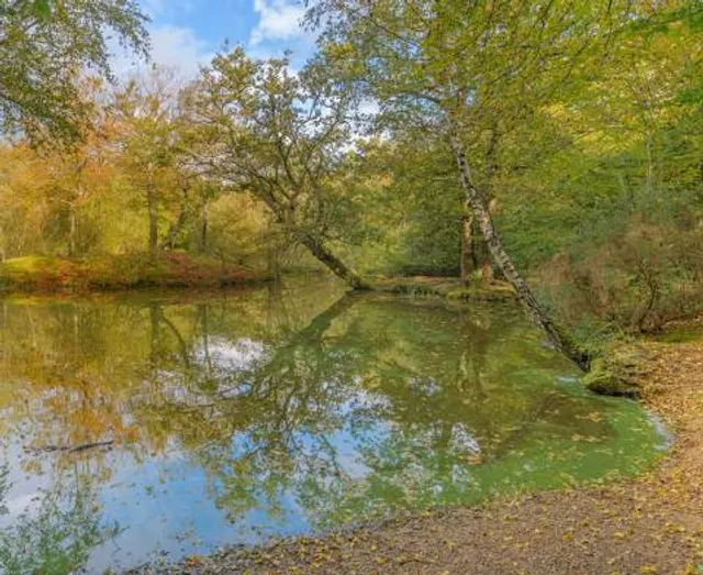 Strawberry Hill Ponds