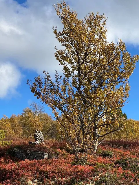Yokotani Kannon Observation Deck
