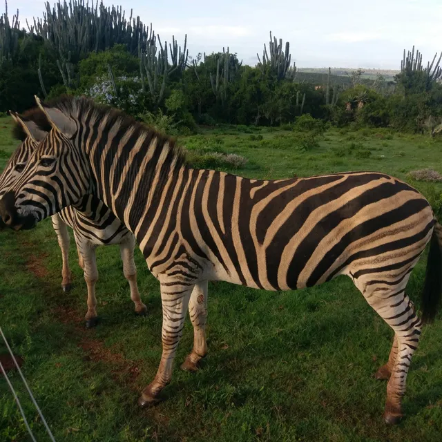 Temba Private Game Reserve