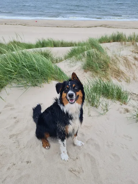 Hundestrand im Bereich Wenningstedt