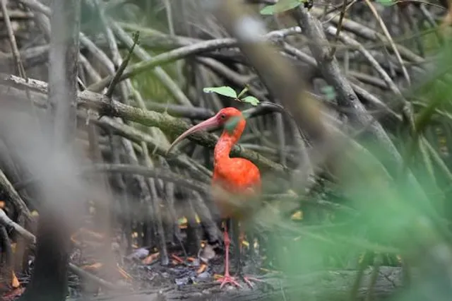 Caroni Bird Sanctuary