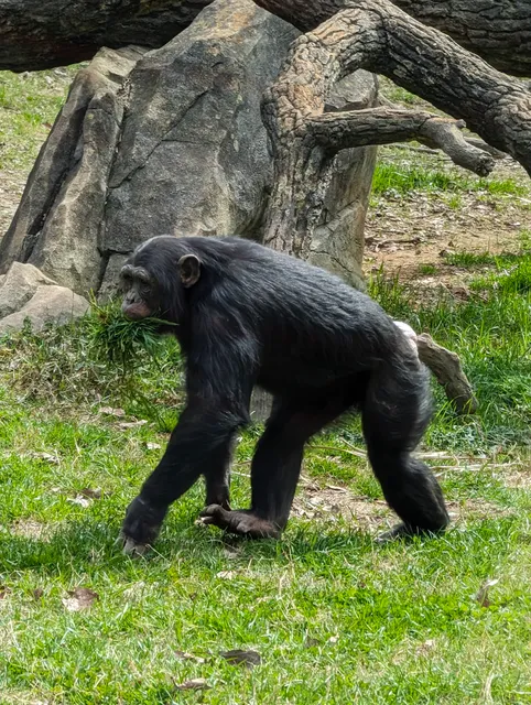Chimpanzees Exhibit