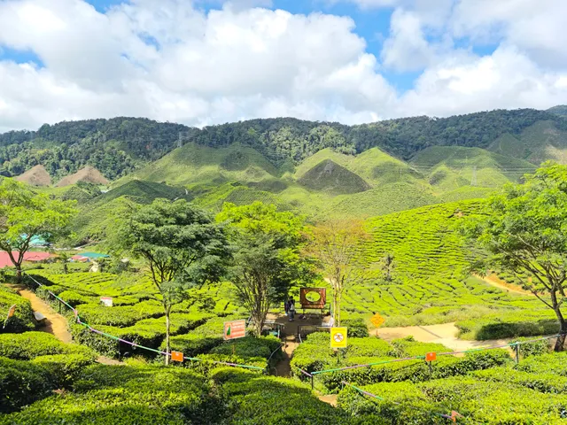 Cameron Valley Tea View point