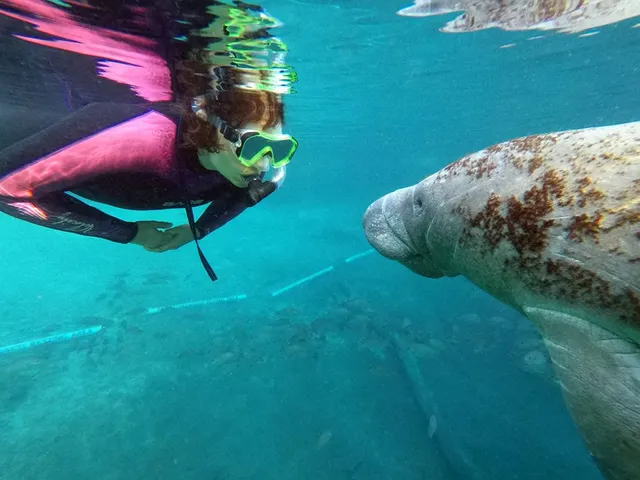 Plantation Adventure Center and Manatee Tours