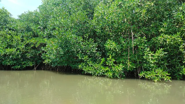 Boat house pichavaram