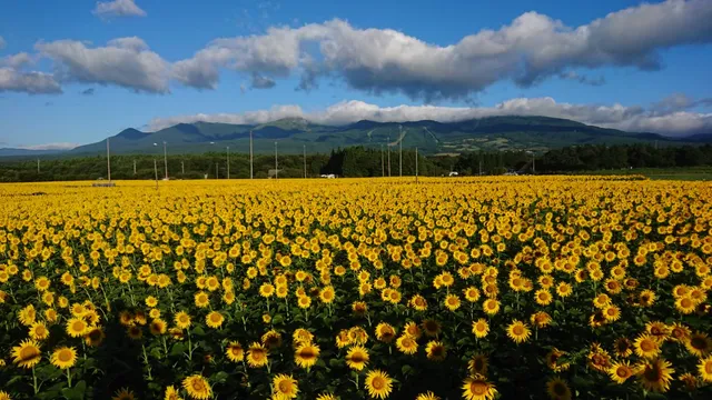 那須ハートフルファーム大谷菜の花畑 ひまわり畑 愛込