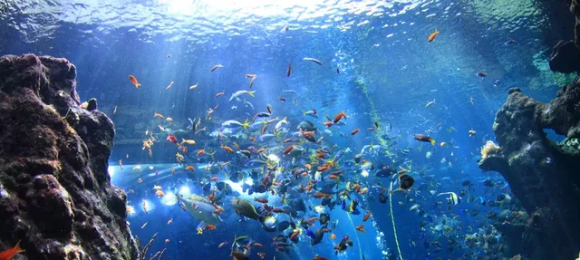 Orange Coast College Dennis Kelly Aquarium