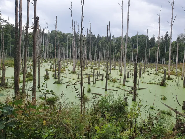 Rezerwat Przyrody "Borki"