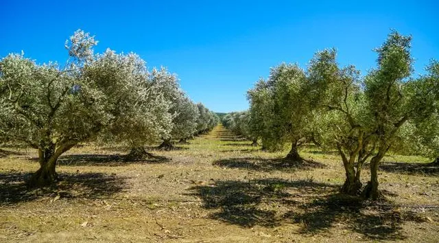 Pine Meadows Conservation Area