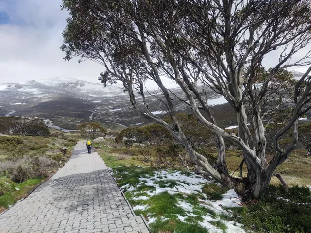 Snow Gums boardwalk