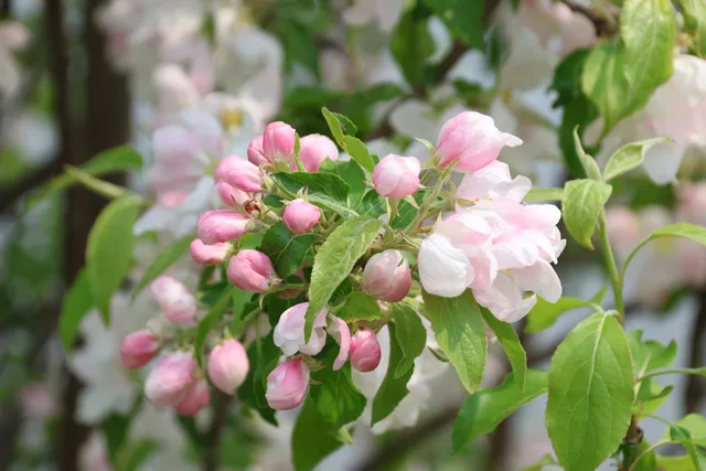 Quai de Ste-Angèle-de-Laval