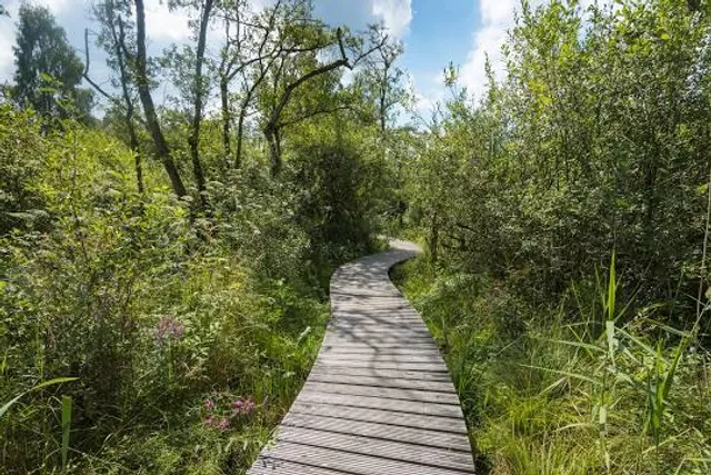 Het Houten Pad van Theodoor